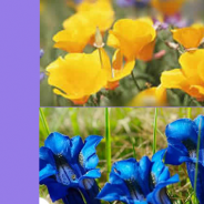 Premio Primavera della poesia