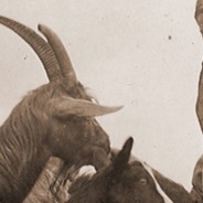 Buon compleanno Antonia!