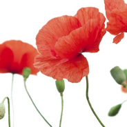 Un fiore per Antonia