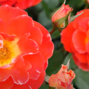 Premiazione IV Edizione del Premio “Per troppa vita che ho nel sangue”