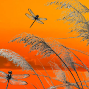 S’accendono di sole